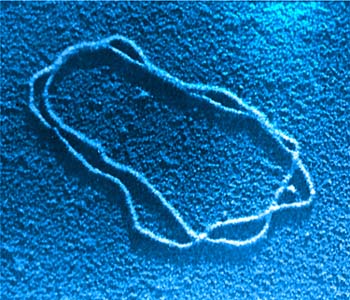 DNA1